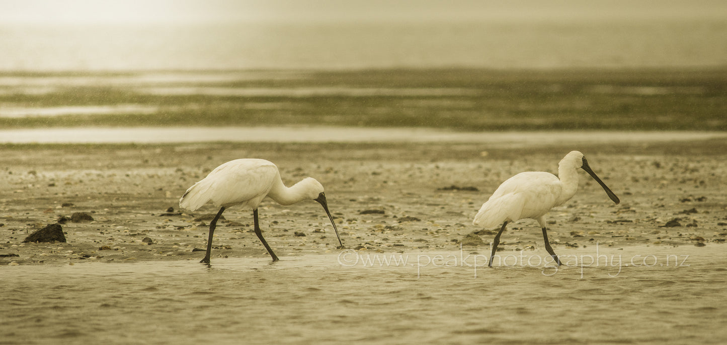 Royal Spoonbills Canvas Choose your size
