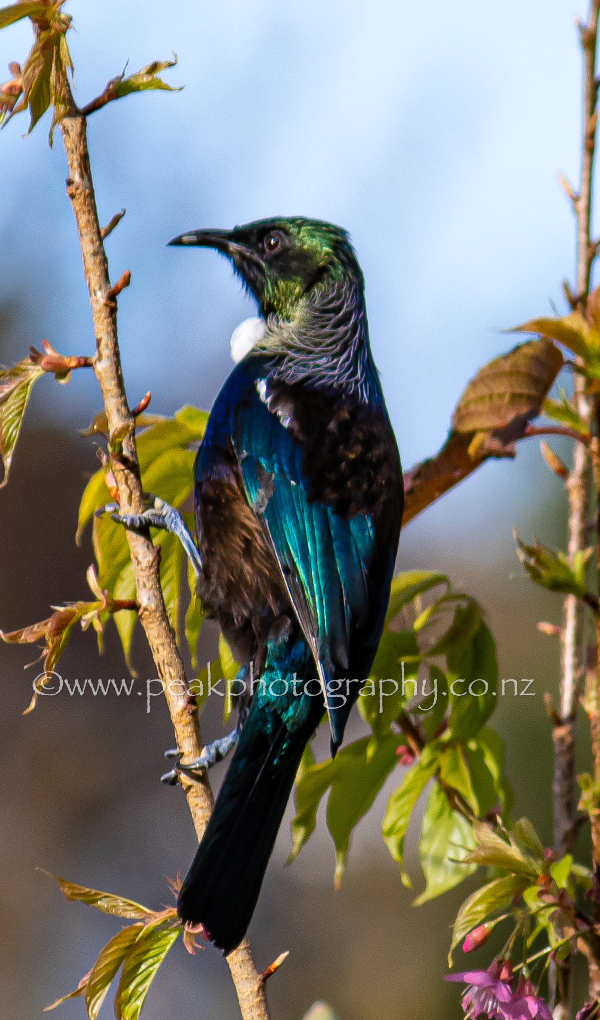 Tui Canvas - Choose your size