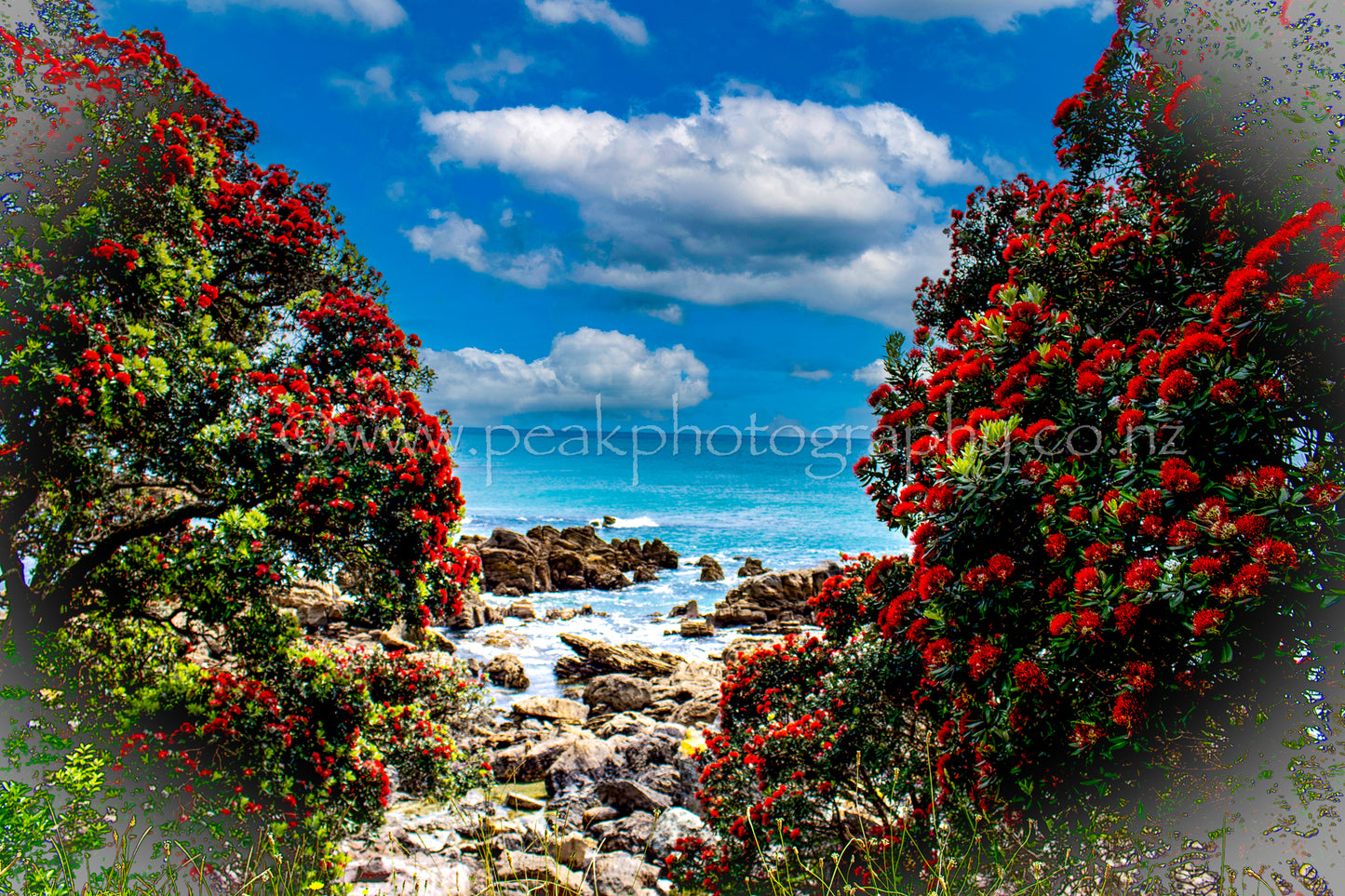 Pohutukawa - New Zealands Native Christmas Tree - Choose your size!