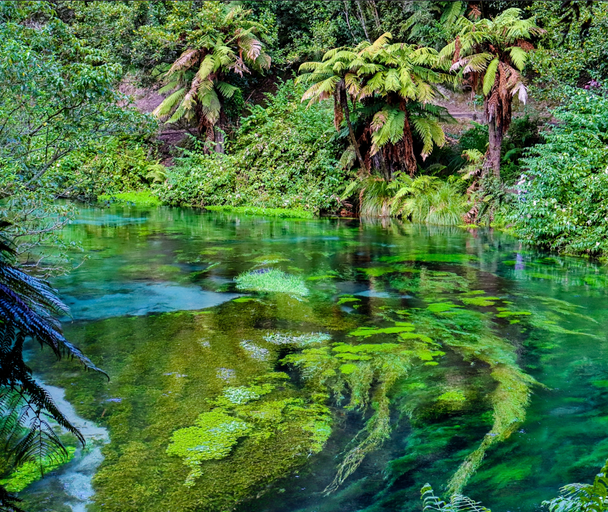 Blue Springs Canvas #2 - Putararu - New Zealand - Choose your size