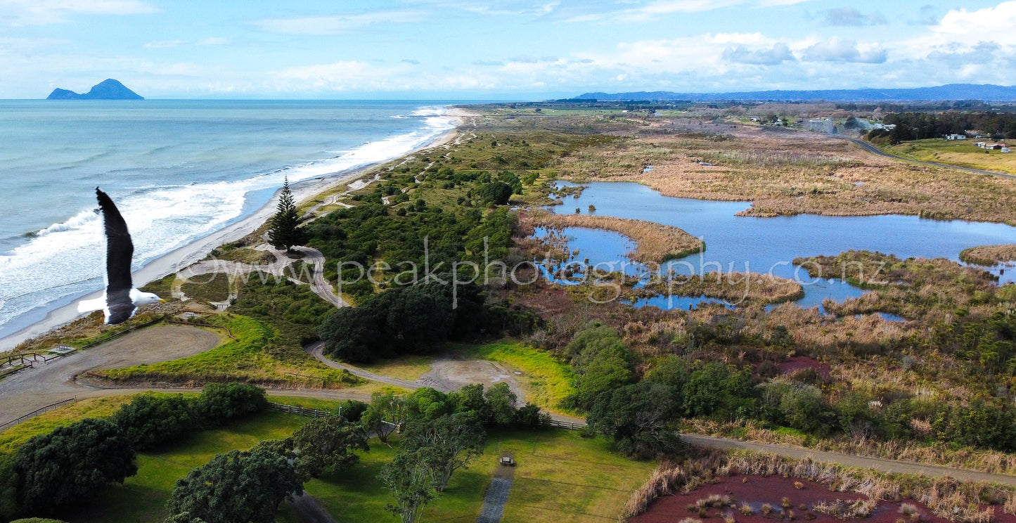 Matata Coastline with Seagull - Panorama - Choose your size