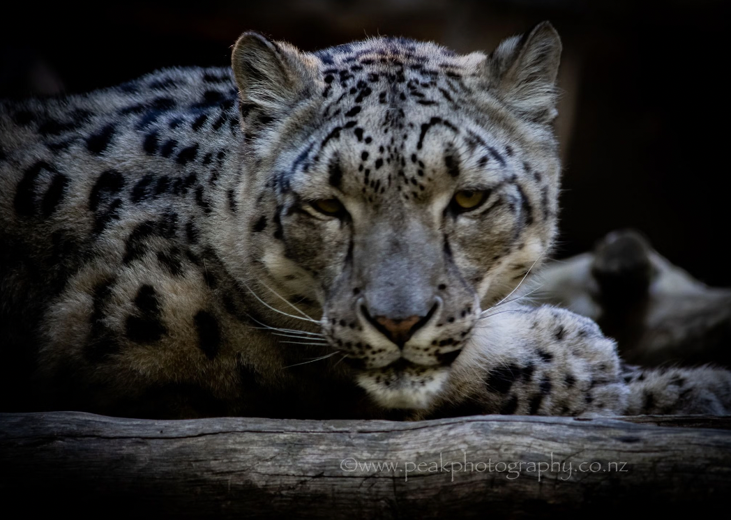 Snow Leopard Canvas - Choose your size