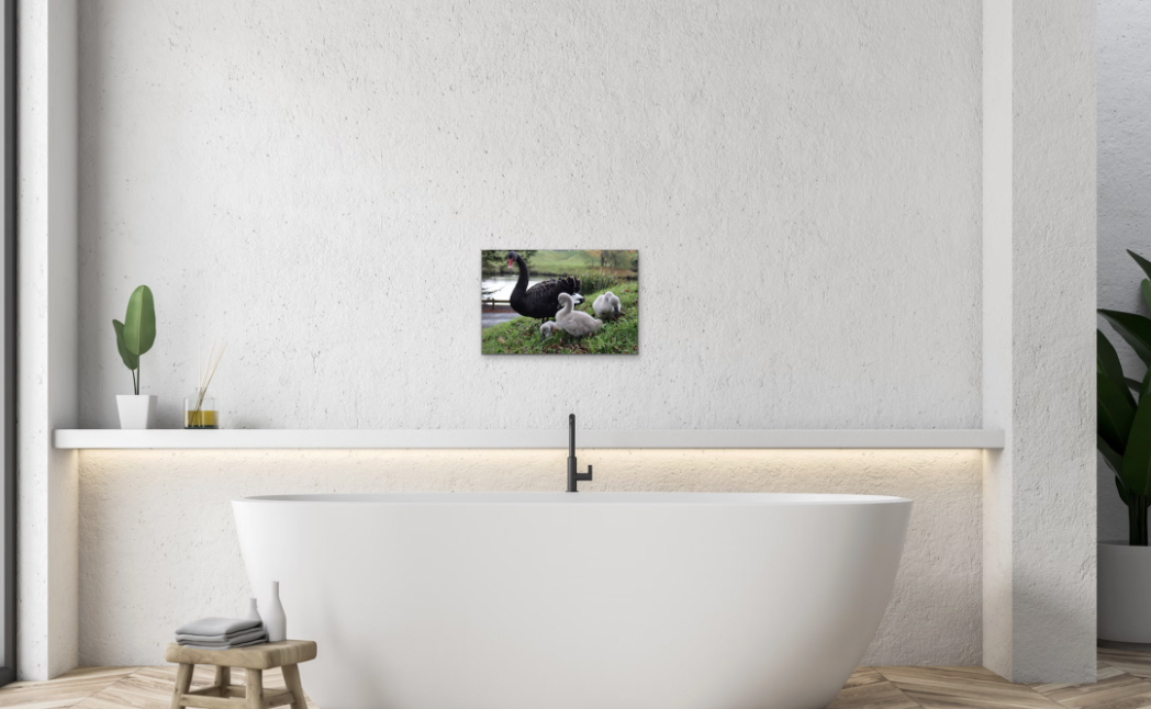 Black Swan and Babies 400mm x 400mm Canvas