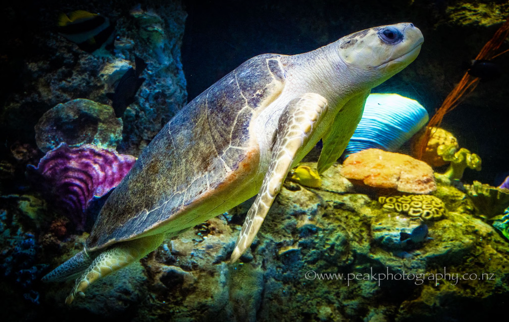 Turtle Canvas - Choose Your size!