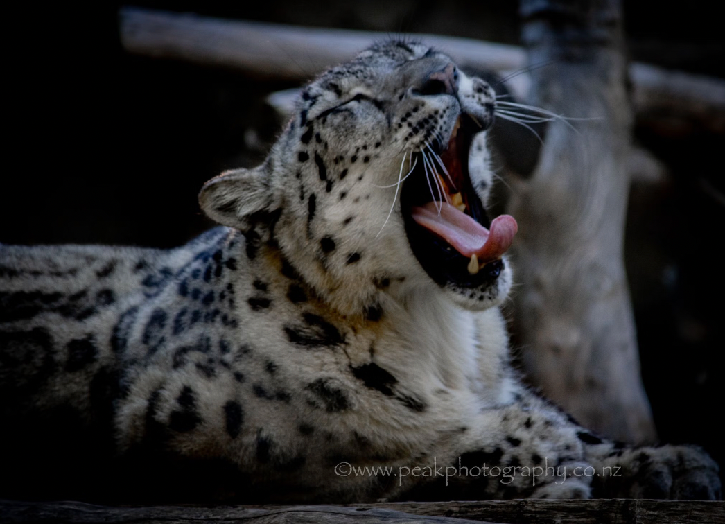 Snow Leopard Yawning - Choose Your Size