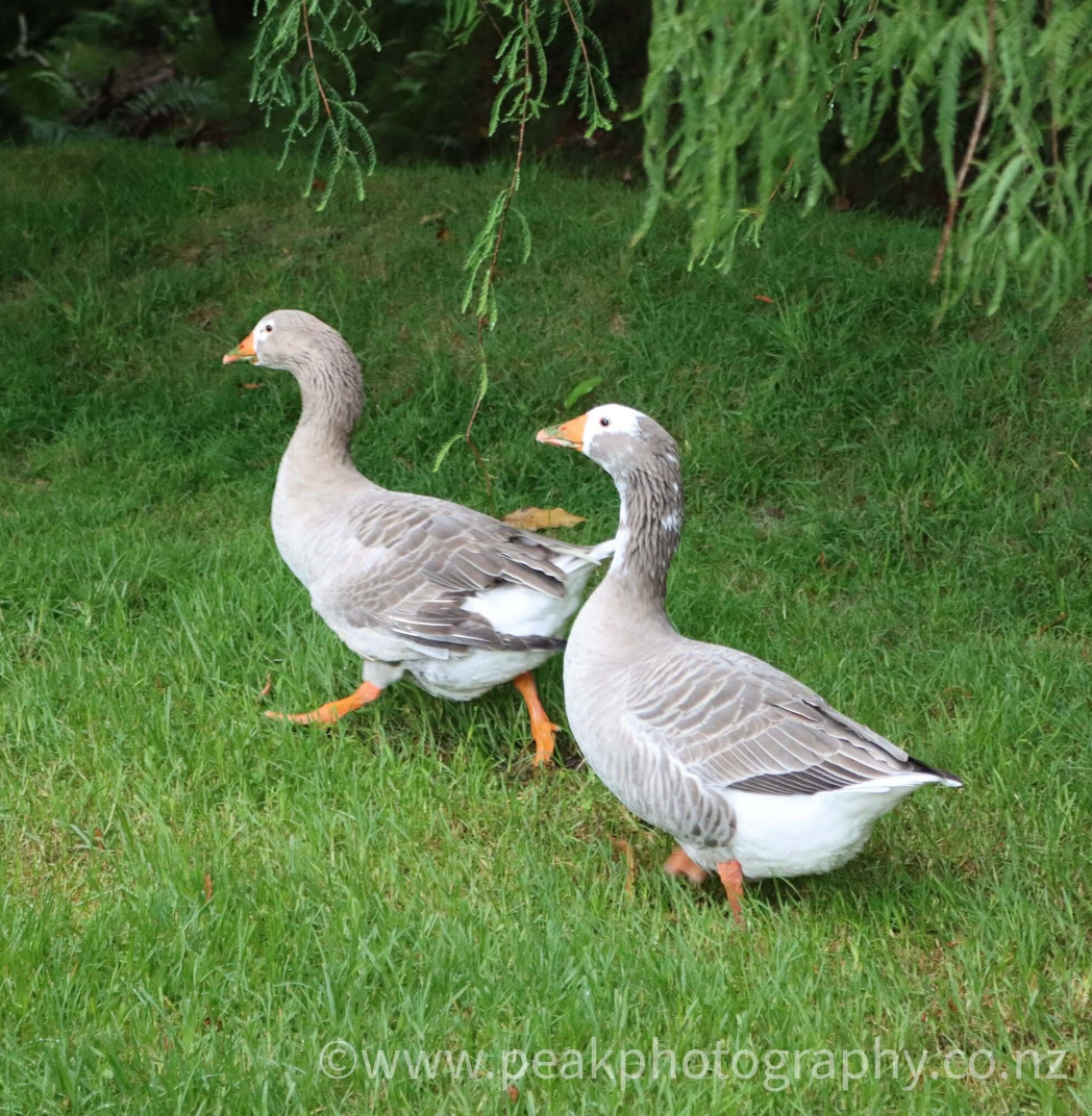 2's Company! Canvas 40cm x 40cm