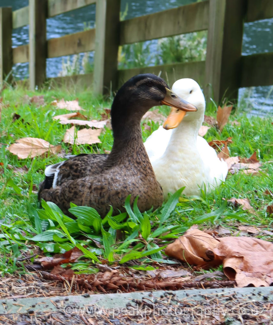 Duck Love! Canvas 40cm x 40cm