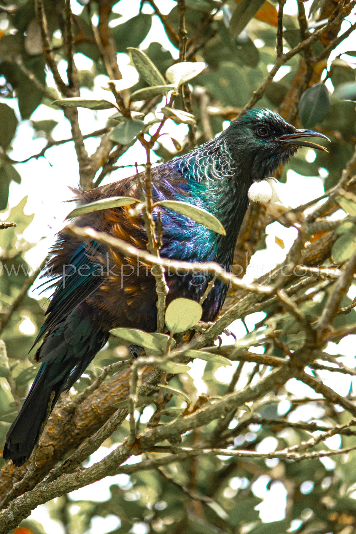 Tui Front Native New Zealand Tui Bird on Canvas - Choose Your Size – Peak Photography