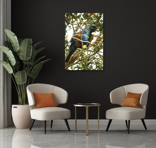 Native New Zealand Tui Bird on Canvas - Choose Your Size