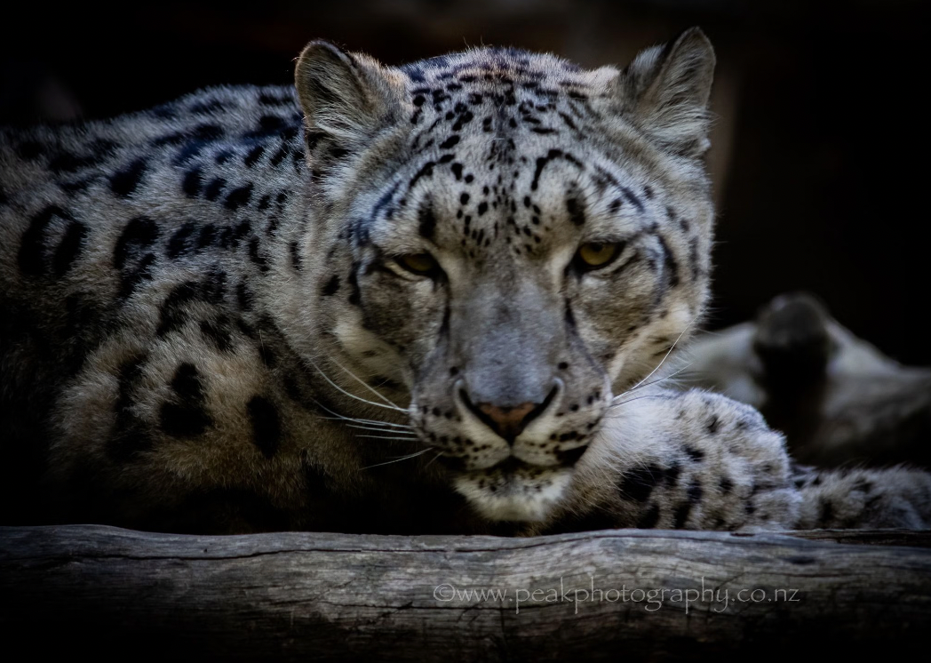 Snow Leopard Canvas - Choose your size – Peak Photography